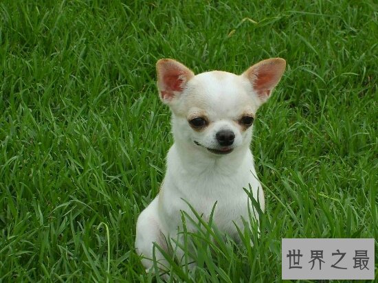 世界最小狗，吉娃娃好看，但是极难养活！