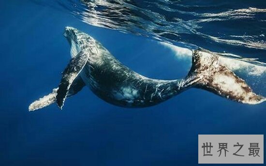 最大的动物，一尾巴就能将你扫的粉身碎骨！
