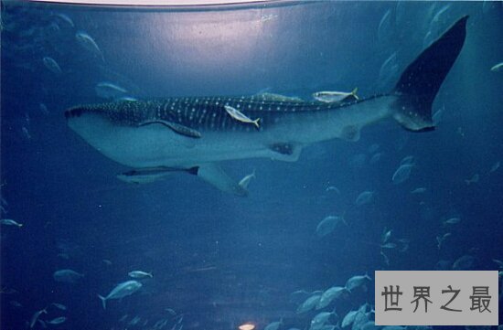 最大的动物，一尾巴就能将你扫的粉身碎骨！