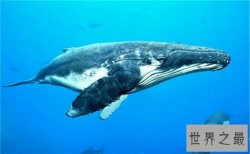 最大的动物，一尾巴就能将你扫的粉身碎骨！