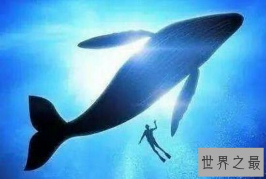 最大的动物，一尾巴就能将你扫的粉身碎骨！