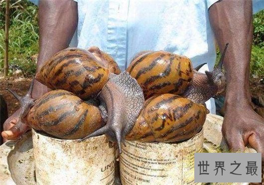 非洲大蜗牛不但外形恐怖，误食还会造成死亡