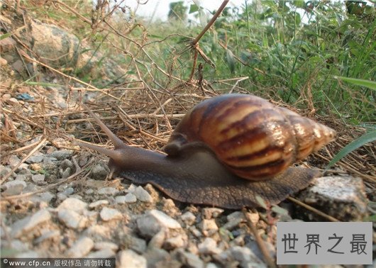 非洲大蜗牛不但外形恐怖，误食还会造成死亡