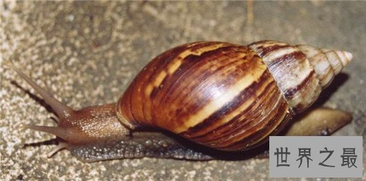 非洲大蜗牛不但外形恐怖，误食还会造成死亡