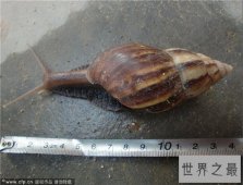 非洲大蜗牛不但外形恐怖，误食还会造成死亡