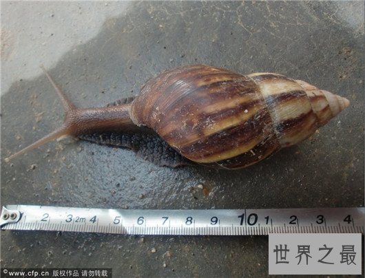 非洲大蜗牛不但外形恐怖，误食还会造成死亡