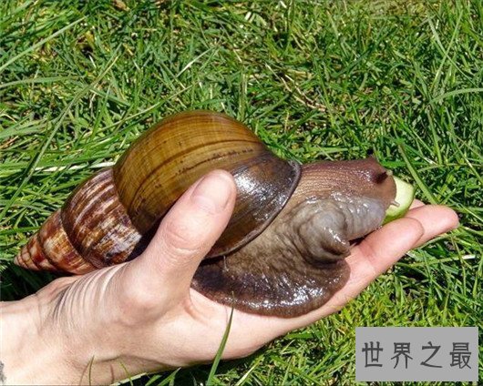 非洲大蜗牛不但外形恐怖，误食还会造成死亡