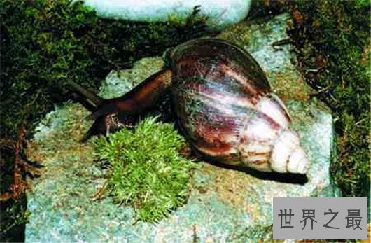 非洲大蜗牛不但外形恐怖，误食还会造成死亡