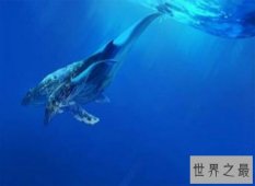 盘点世界上最大的鲸鱼——蓝鲸  比几十头大象都要重