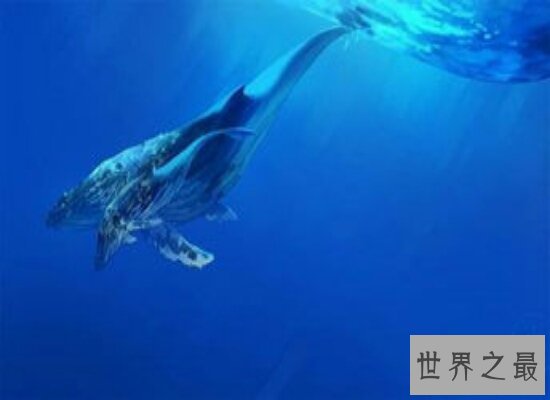 盘点世界上最大的鲸鱼——蓝鲸  比几十头大象都要重