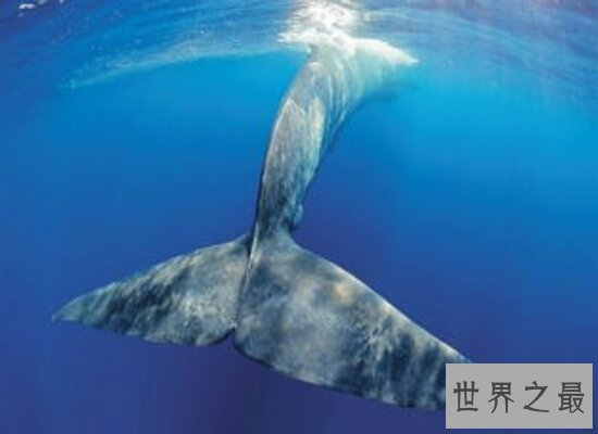 盘点世界上最大的鲸鱼——蓝鲸  比几十头大象都要重