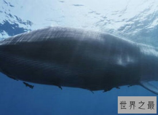 盘点世界上最大的鲸鱼——蓝鲸  比几十头大象都要重