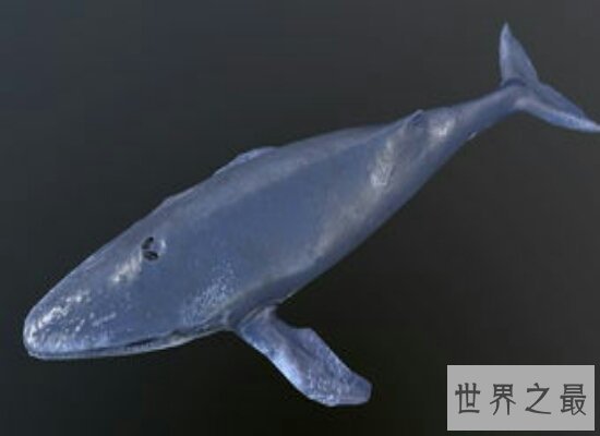 盘点世界上最大的鲸鱼——蓝鲸  比几十头大象都要重