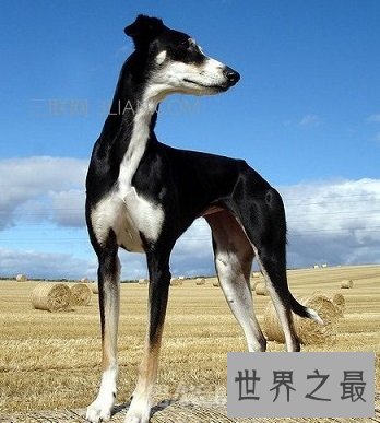 看似虚弱无力，老实憨厚的捕羊能手萨路基猎犬是怎样的