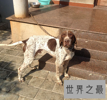 有着特殊外表最适合捕猎的波音达猎犬是怎样的