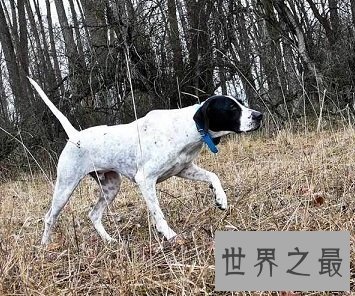 有着特殊外表最适合捕猎的波音达猎犬是怎样的