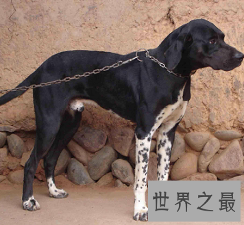 有着特殊外表最适合捕猎的波音达猎犬是怎样的