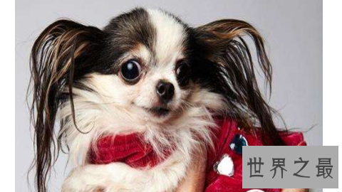 世界上最小的七只袖珍狗排名 最小的一只体长5厘米