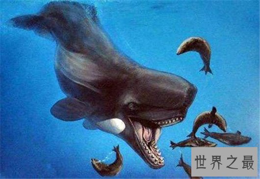 远古巨兽梅尔维尔鲸，和巨齿鲨同级别存在的怪物