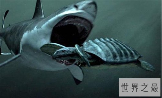 远古巨兽梅尔维尔鲸，和巨齿鲨同级别存在的怪物