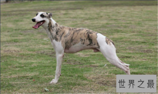 带出去超拉风的惠比特犬，你确定还不养一只吗