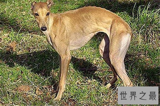 带出去超拉风的惠比特犬，你确定还不养一只吗