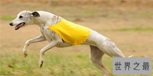 带出去超拉风的惠比特犬，你确定还不养一只吗