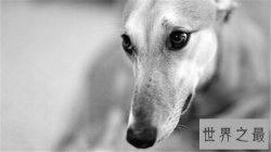 带出去超拉风的惠比特犬，你确定还不养一只吗