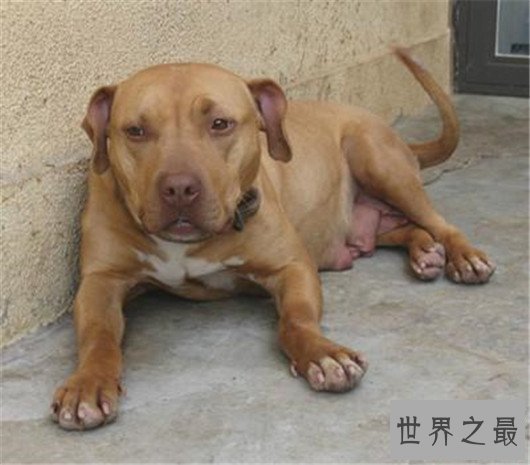 比特犬，斗狗界的王者，藏獒在它面前也不堪一击