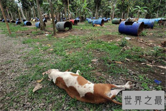 犬中霸王比特犬你想养吗，比特犬价格不是越贵越好！