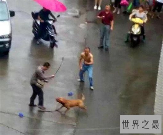 犬中霸王比特犬你想养吗，比特犬价格不是越贵越好！