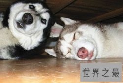 大型吃苦耐劳的呆萌忠诚犬，哈士奇价格是多少