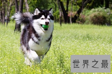 人类最忠诚最友好的朋友，傻傻招人爱的雪橇三傻