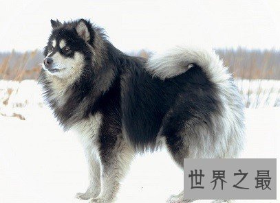 人类最忠诚最友好的朋友，傻傻招人爱的雪橇三傻