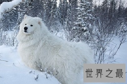 人类最忠诚最友好的朋友，傻傻招人爱的雪橇三傻