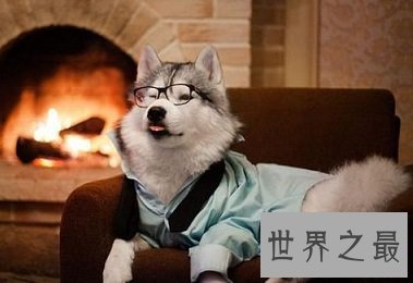 看着凶猛，实则又呆又傻的可爱犬，哈士奇多少钱一只