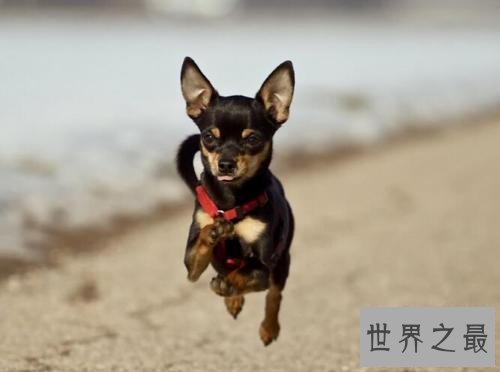 最受欢迎十大可爱的小狗 小巧玲珑深得喜爱