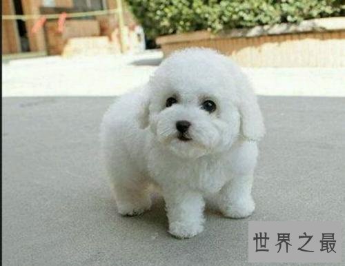 最受欢迎十大可爱的小狗 小巧玲珑深得喜爱