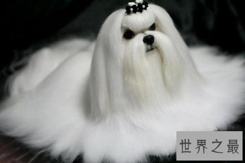 最受欢迎十大可爱的小狗 小巧玲珑深得喜爱