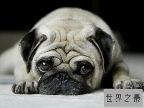 最受欢迎十大可爱的小狗 小巧玲珑深得喜爱