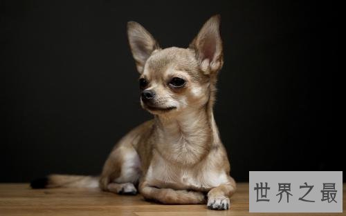 最受欢迎十大可爱的小狗 小巧玲珑深得喜爱