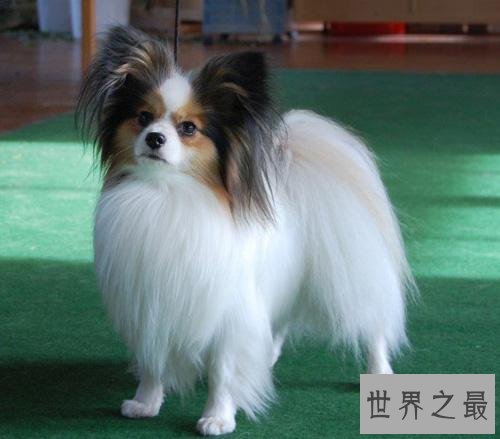 最受欢迎十大可爱的小狗 小巧玲珑深得喜爱