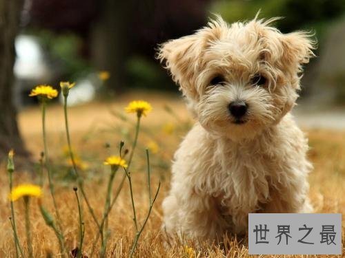 最受欢迎十大可爱的小狗 小巧玲珑深得喜爱