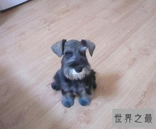 最受欢迎十大可爱的小狗 小巧玲珑深得喜爱