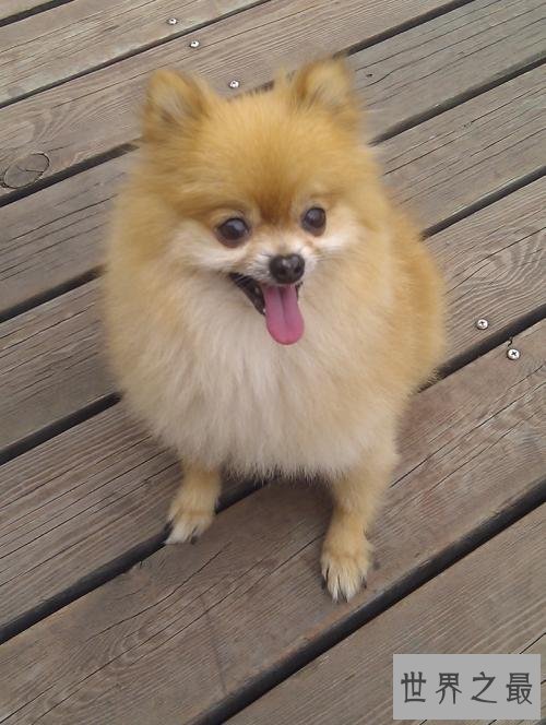 最受欢迎十大可爱的小狗 小巧玲珑深得喜爱