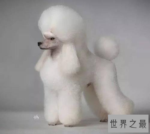 世界十大最聪明的狗 给它一个眼神就能明白你的意思