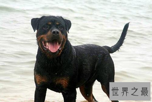 世界十大最聪明的狗 给它一个眼神就能明白你的意思