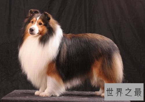 世界十大最聪明的狗 给它一个眼神就能明白你的意思