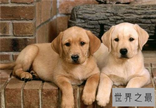 世界十大最聪明的狗 给它一个眼神就能明白你的意思