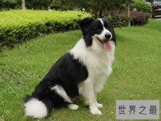 世界十大最聪明的狗 给它一个眼神就能明白你的意思